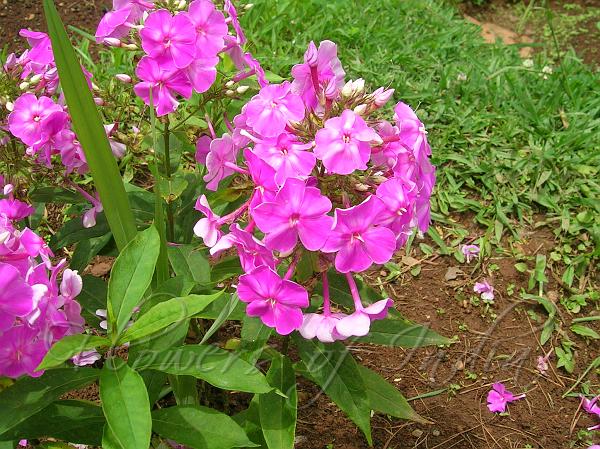 Garden Phlox